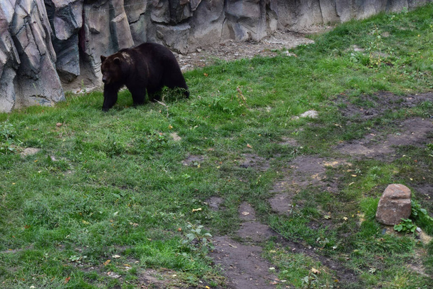 L'orso bruno eurasiatico (Ursus arctos arctos) noto anche come orso bruno comune, orso bruno europeo o orso europeo. - Foto, immagini