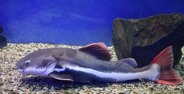 Redtail catfish (Phractocephalus hemioliopterus). Wild life animal. - Photo, Image