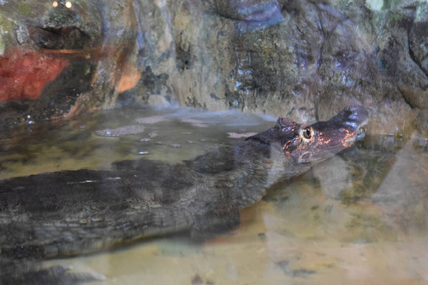 Brillenkaiman - Kaimankrokodil am Ufer des Flusses liegend. Großes Reptil im Sumpf, Krokodilporträt in Großaufnahme, gefährlicher Jäger, der mit dem Kopf über dem Wasser ruht. Der Kopf eines Krokodils mit großen scharfen Zähnen und offenen Augen liegt in einem Terrarium. - Foto, Bild