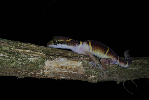 Deccan banded gecko, Cyrtodactylus deccanensis - Photo, Image