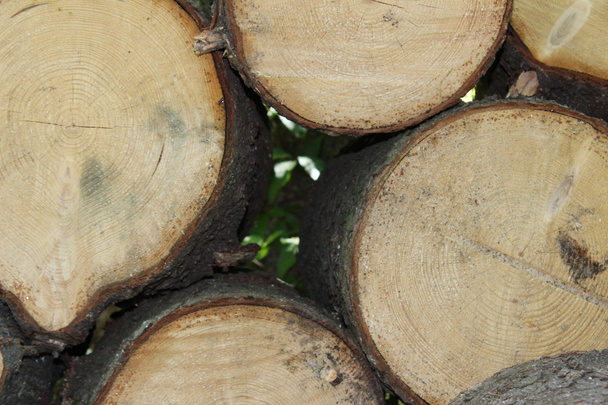 The logs in the wood. - Фото, изображение