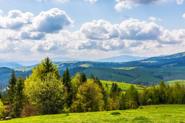 idyllic landscape in the carpathian mountains. fresh green meadows and trees on the hills. snow-capped tops of borzhava ridge in the distance. beautiful nature scenery in spring - Фото, зображення