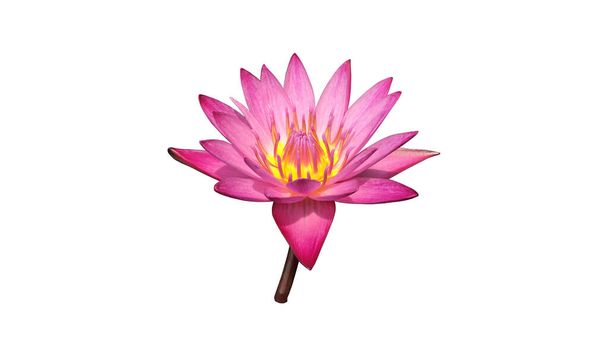 Isolated pink waterlily flower with clipping paths - Foto, Bild