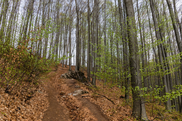 Piszkos út a fák közelében a hegyekben  - Fotó, kép