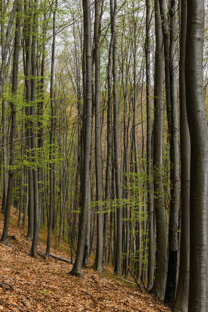 Trees on heel in mountain forest  - Foto, Imagem