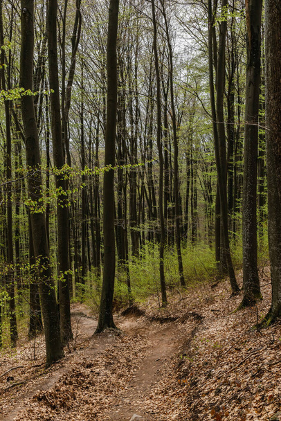 Path between trees on hill in mountain forest  - Φωτογραφία, εικόνα