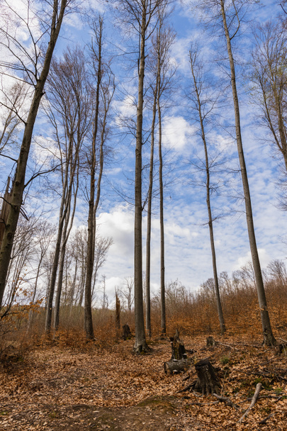 Szeroki kąt widzenia drzew i nieba w lesie górskim  - Zdjęcie, obraz