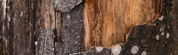 Close up view of textured bark of tree, banner - Foto, Imagem