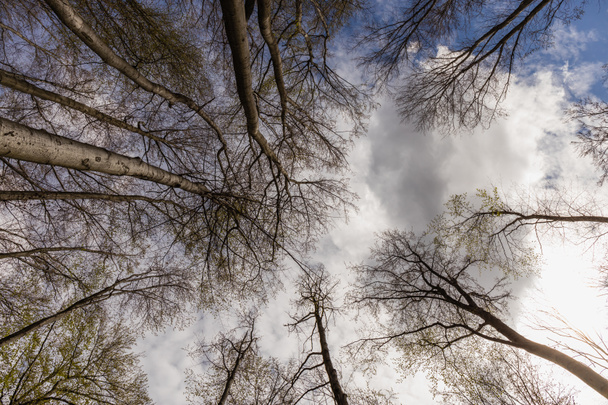 Vista inferior de los árboles y el cielo en el bosque  - Foto, Imagen