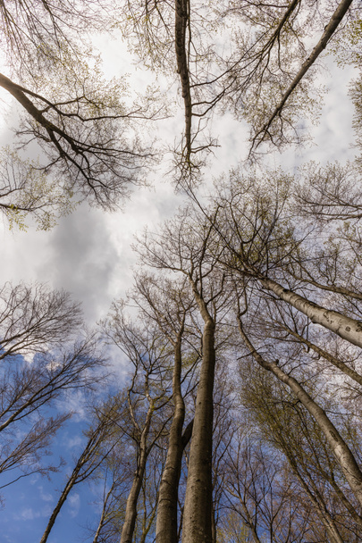 Widok dolny drzew i nieba w lesie jesienią  - Zdjęcie, obraz