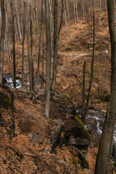 Fák a dombokon a hegyi patak közelében az erdőben  - Fotó, kép
