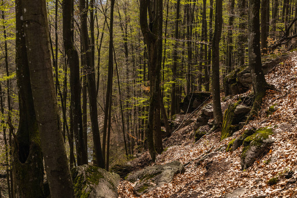 Scenic view of stones and fallen leaves on hill in forest  - Foto, afbeelding