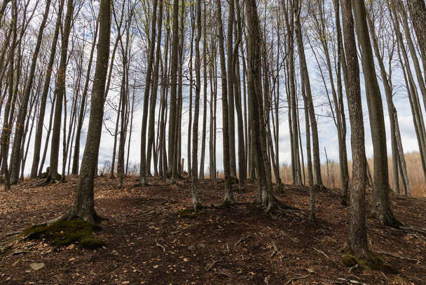 Trees on hill with sky at background in mountain forest  - Fotografie, Obrázek