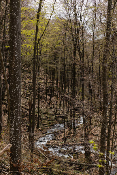 Hegyi patak és erdő őszi erdőben - Fotó, kép