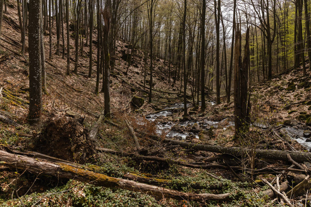 Fa rönk közelében patak a hegyekben  - Fotó, kép
