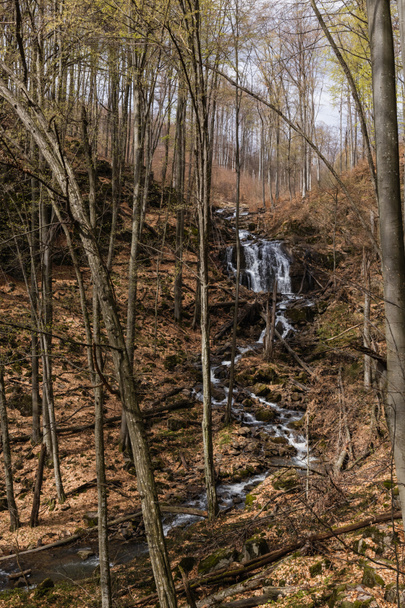 Erdő és folyó a hegyekben őszi szezonban - Fotó, kép
