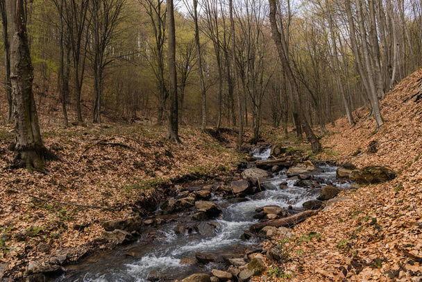 Folyó és kövek lehullott levelek közelében a hegyi erdőben  - Fotó, kép