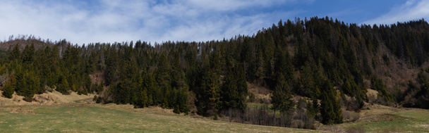 Trees on mountains with blue sky at background, banner  - Zdjęcie, obraz