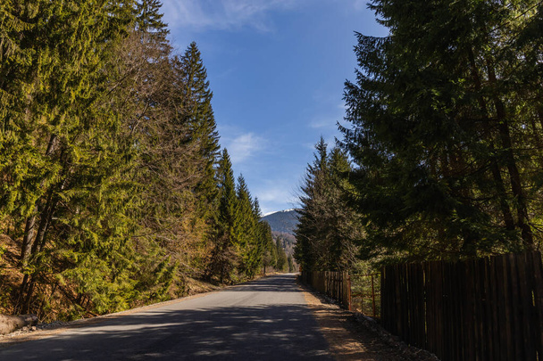 Empty road between forest with blue sky at background  - Foto, afbeelding