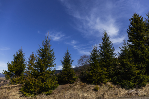 Luc fák dombon hegyek kék ég a háttérben  - Fotó, kép