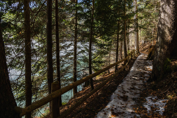 Kerítéses ösvény a lucfenyőerdőben tavasszal  - Fotó, kép