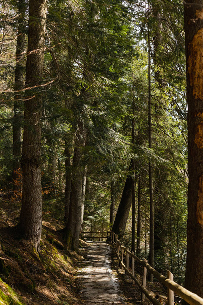 Walkway with wooden fence between spruce trees in forest  - Foto, Imagen