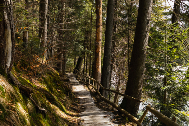 Caminho com cerca perto de musgo e árvores na colina na floresta  - Foto, Imagem