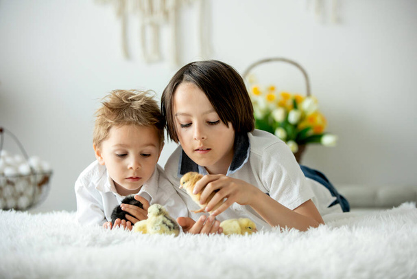 Cute child at home with little newborn chicks, enjoying, cute kid and animal friend in a sunny room - Fotó, kép