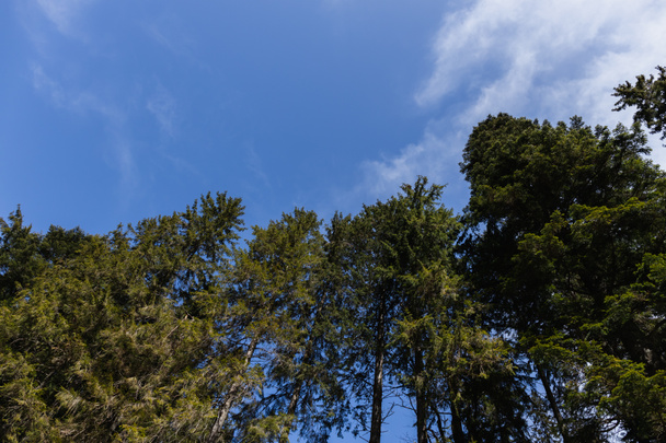 Bottom view of evergreen trees with blue sky at background  - Фото, изображение