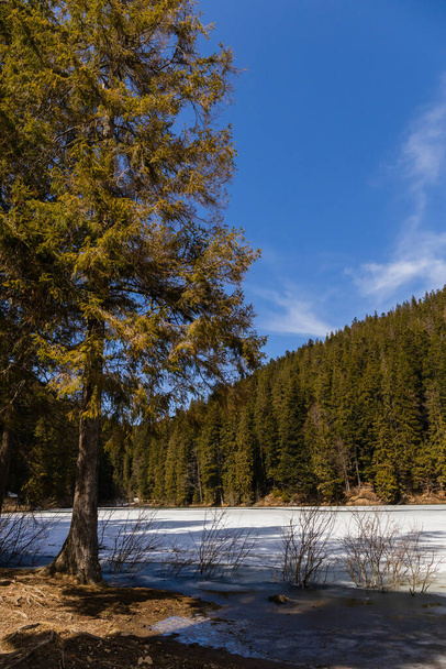 Evergreen tree on lake shore in winter  - Фото, изображение