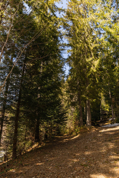 Gehweg zwischen Tannen im Wald  - Foto, Bild