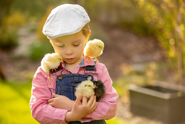 Cute sweet little blond child, toddler boy, playing with little chicks in the park, baby chicks and kid  playing - Photo, Image
