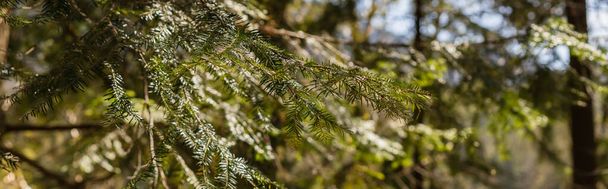 Branch of spruce tree in blurred forest, banner  - Photo, image