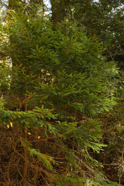 Immergrüne Bäume im Wald am Tag  - Foto, Bild