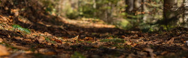 Dry leaves on blurred ground in forest, banner  - Foto, afbeelding