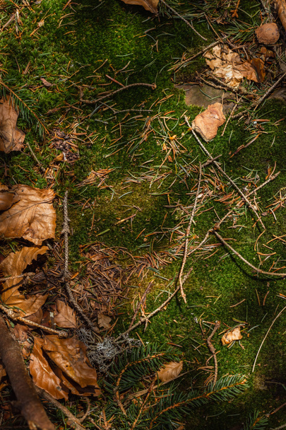 Top view of dry leaves and moss on ground in forest  - Photo, Image