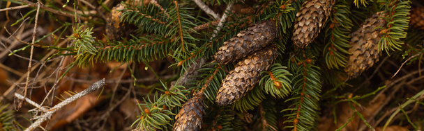Szyszki na gałęzi świerka w lesie, sztandar  - Zdjęcie, obraz