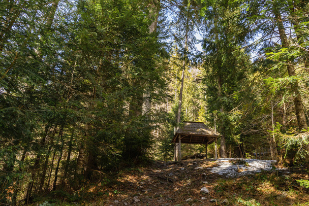 Alcove on hill in spruce forest in spring  - Photo, Image