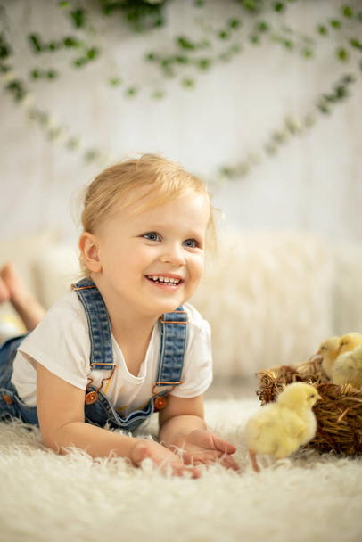 Cute child at home with little newborn chicks, enjoying, cute kid and animal friend in a sunny room - 写真・画像
