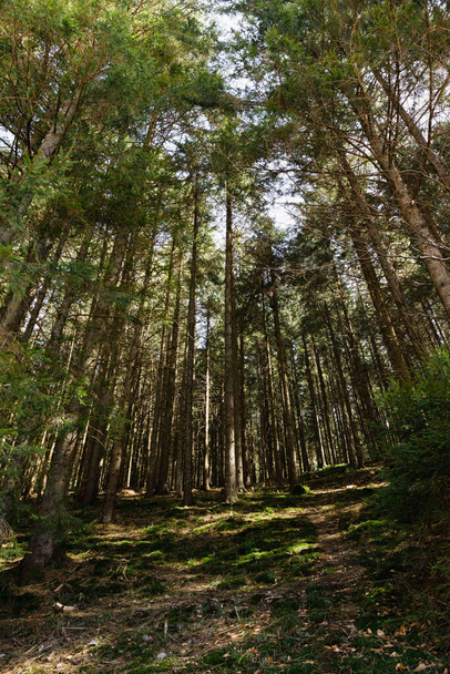 Wide angle view of sunlight on ground in evergreen forest  - Photo, Image