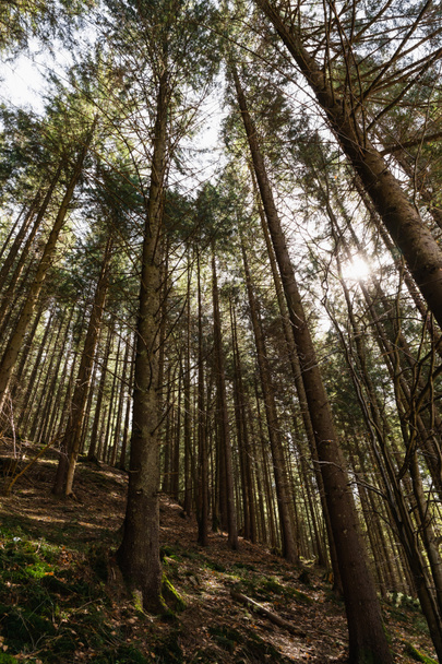 Low angle view of spruce forest with sunshine  - Zdjęcie, obraz