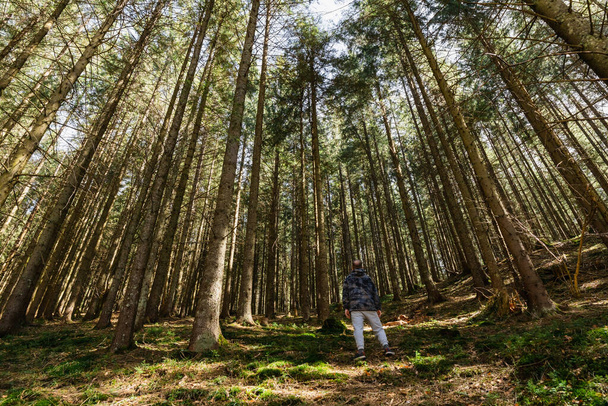 Back view of hiker standing in evergreen forest  - Fotoğraf, Görsel