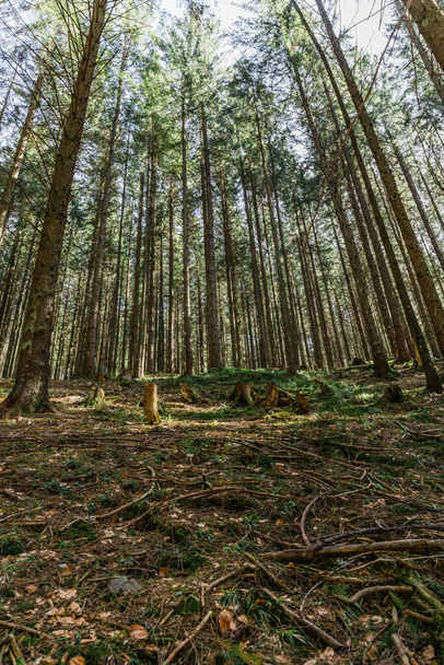 Szeroki kąt widzenia drewnianych gałęzi na ziemi w wiecznie zielonym lesie  - Zdjęcie, obraz