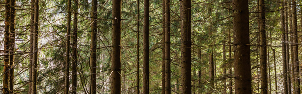Coniferous trees in forest at daytime, banner  - 写真・画像