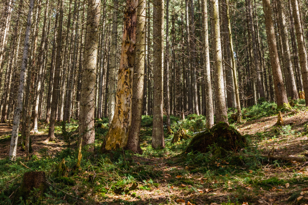 Evergreen forest with moss and grass on ground  - Zdjęcie, obraz