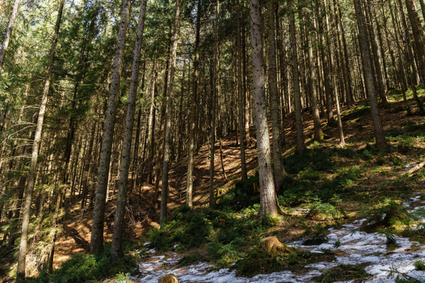 Wald mit Schnee auf dem Hügel im Frühling  - Foto, Bild