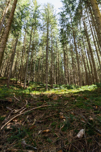 Moss és faágak a földön elmosódott tűlevelű erdőben  - Fotó, kép