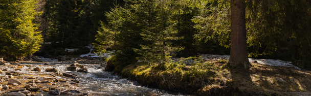 Scenic view of river and coniferous trees on shore with sunlight, banner  - Photo, image