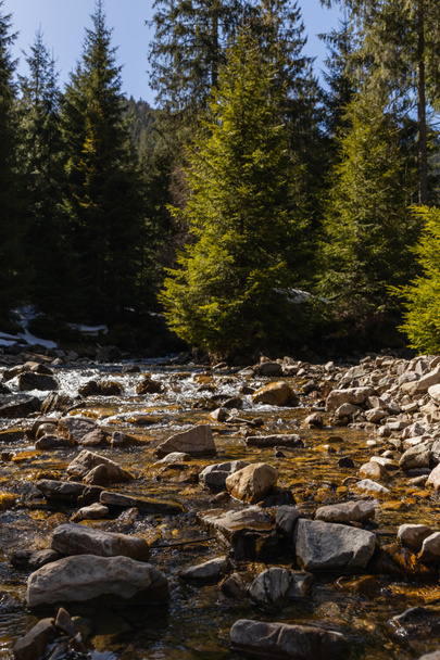 Kövek a hegyi folyóban és fenyőerdő a háttérben  - Fotó, kép