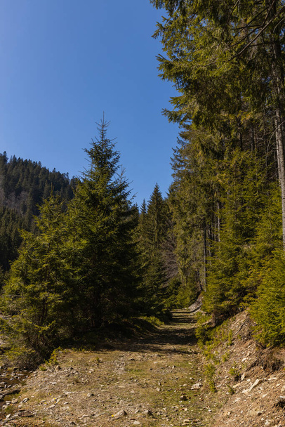 Dirty road between forest with blue sky at background  - Photo, Image